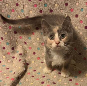 Nia -  Domestic Short Hair Cat for Adoption in Waterloo, Iowa - Nia | PetCurious