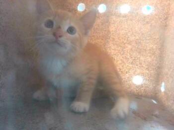PEPPER JACK -  Domestic Short Hair Cat for Adoption in Tallahassee, Florida - PEPPER JACK | PetCurious