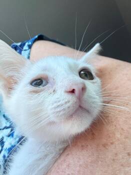 Snowy -  Tabby Cat for Adoption in San Antonio, Texas - Snowy | PetCurious
