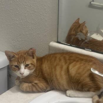 Lopez -  Tabby Cat for Adoption - Lopez | PetCurious