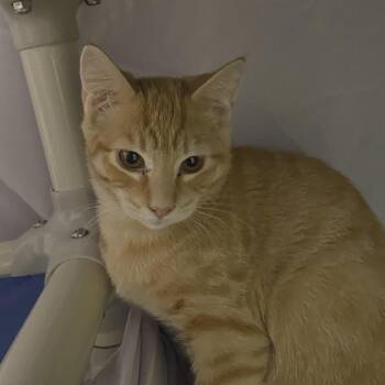 Jimmy (Bonded with Jax) -  Domestic Short Hair Cat for Adoption in Sonoma, California - Jimmy (Bonded With Jax) | PetCurious