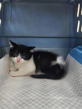 ARCHERINA -  Domestic Short Hair Cat for Adoption in Ocala, Florida - ARCHERINA | PetCurious