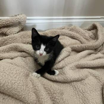 Sailor Neptune -  Domestic Short Hair Cat for Adoption in Chattanooga, Tennessee - Sailor Neptune | PetCurious