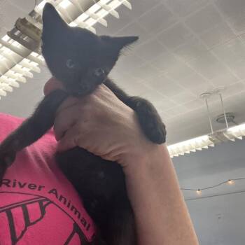 Shade -  Domestic Short Hair Cat for Adoption in Summerlee, West Virginia - Shade | PetCurious