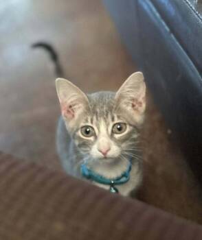 Rescue Domestic Short Hair Cats for Adoption in Scott, Louisiana - Benny | PetCurious