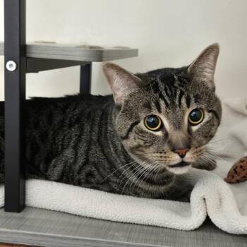 TJ -  Domestic Short Hair Cat Available for Adoption in Chilliwack, British Columbia - TJ | PetCurious