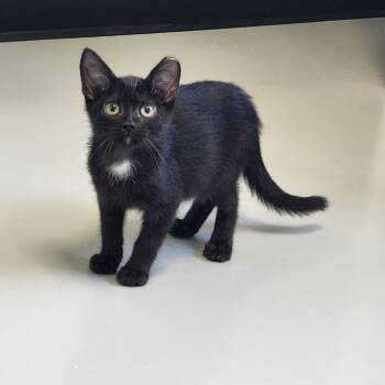 Harrison -  Domestic Short Hair Cat for Adoption in Ponca City, Oklahoma - Harrison | PetCurious