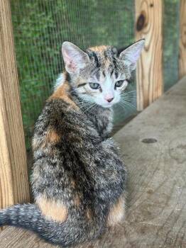 Domestic Short Hair Cats Available for Adoption in Groveland, Massachusetts - Artemis | PetCurious