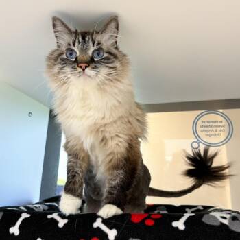 Nimbus -  Domestic Long Hair and Mixed Breed Cat for Adoption in Fort Wayne, Indiana - Nimbus | PetCurious