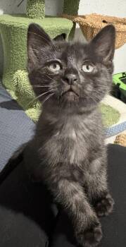 Jameson (Lorelai Kitten) -  Domestic Short Hair Cat for Adoption in Chicago, Illinois - Jameson (Lorelai Kitten) | PetCurious