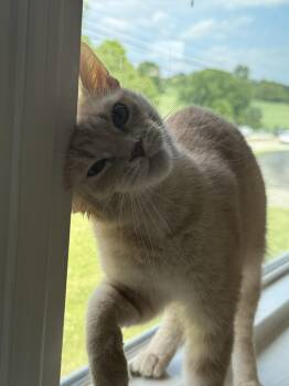 Faith -  Tabby Cat for Adoption - Faith | PetCurious