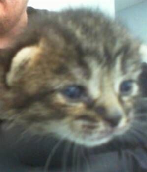 PHOEBE -  Domestic Short Hair Cat for Adoption in Charlotte, North Carolina - PHOEBE | PetCurious