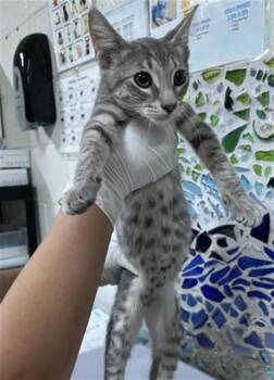LEGOS -  Domestic Short Hair Cat for Adoption in Pensacola, Florida - LEGOS | PetCurious