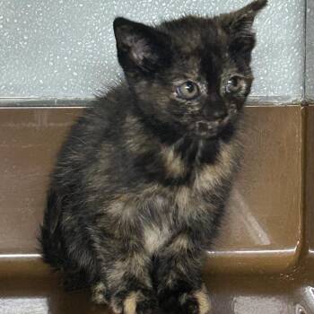 SERENITY -  Domestic Short Hair Cat for Adoption in Richmond, California - SERENITY | PetCurious