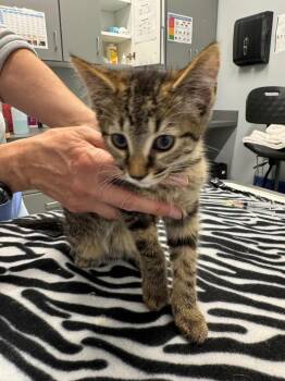 Pickle -  Domestic Short Hair Cat for Adoption in Bloomington, Indiana - Pickle | PetCurious