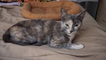 Pasha -  Domestic Short Hair Cat for Adoption in Havertown, Pennsylvania - Pasha | PetCurious