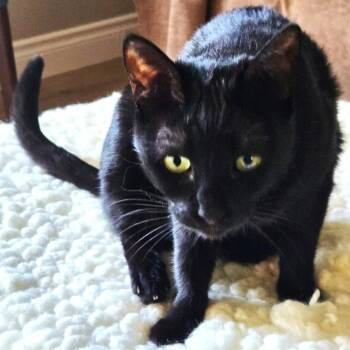 Rescue Bombay and Domestic Short Hair Cats for Adoption in Mississauga, Ontario - Beans And Love With RÓISÍN (Rogeen) DUBH | PetCurious
