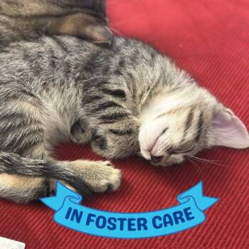 PAT -  Domestic Short Hair Cat for Adoption in Tallahassee, Florida - PAT | PetCurious