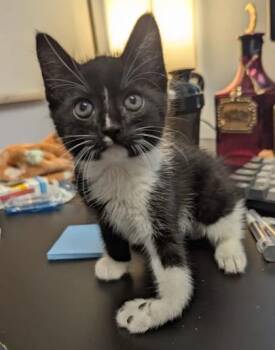 Rescue Domestic Short Hair Cats for Adoption in Chamblee, Georgia - Lil Jacob [Foster] | PetCurious