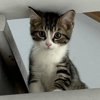 Cashew -  Domestic Short Hair Cat for Adoption in Wakefield, Quebec - Cashew | PetCurious