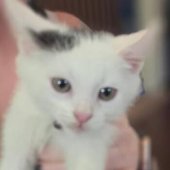 Painter Smurf -  Domestic Short Hair Cat for Adoption in Muncie, Indiana - Painter Smurf | PetCurious