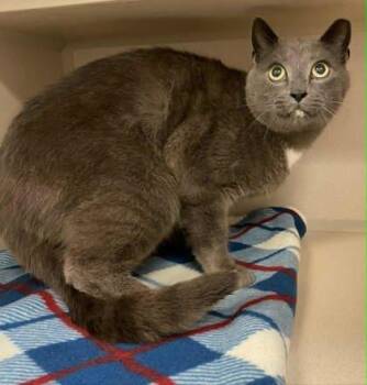 Deen -  Domestic Short Hair Cat for Adoption in Bowling Green, Kentucky - Deen | PetCurious