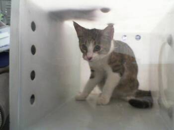 Rescue Domestic Short Hair Cats for Adoption in Dallas, Texas - RUBY | PetCurious