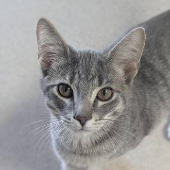 DJ -  Domestic Short Hair Cat for Adoption in Fenton, Michigan - DJ | PetCurious