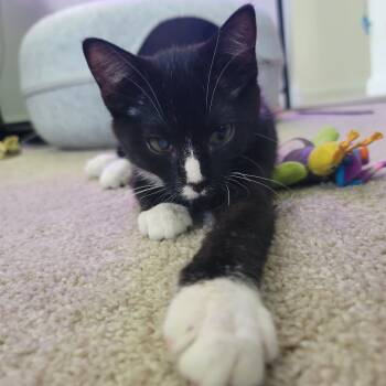 Rescue Domestic Short Hair Cats for Adoption in Reisterstown, Maryland - Bugs (Bonded To Bunny) | PetCurious