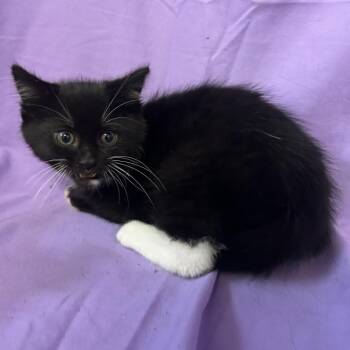 Andy -  Domestic Medium Hair Cat for Adoption in Coos Bay, Oregon - Andy | PetCurious