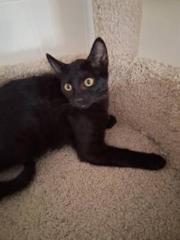 Firefly -  Domestic Short Hair Cat for Adoption in Oviedo, Florida - Firefly | PetCurious