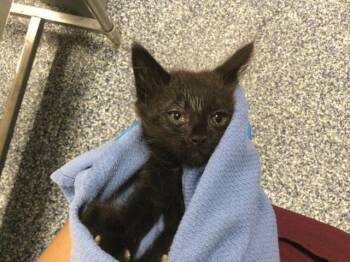 A1933819 -  Domestic Short Hair Cat for Adoption in Thousand Palms, California - A1933819 | PetCurious