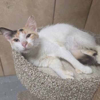 Candi -  Domestic Medium Hair and Domestic Short Hair Cat for Adoption in Hattiesburg, Mississippi - Candi | PetCurious