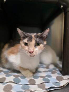 Shiro -  Calico Cat for Adoption in Meriden, Connecticut - Shiro | PetCurious