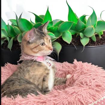 Rescue American Shorthair Cats for Adoption - Turkey | PetCurious