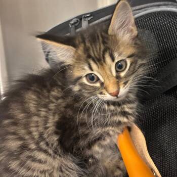 Domestic Medium Hair Cats Available for Adoption in Oak Brook, Illinois - Rain Drop | PetCurious
