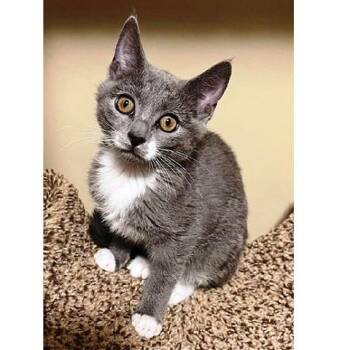 Holland -  Domestic Short Hair Cat for Adoption in Millcreek, Utah - Holland | PetCurious