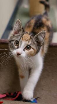 Vickie -  Domestic Short Hair Cat for Adoption in Baraboo, Wisconsin - Vickie | PetCurious
