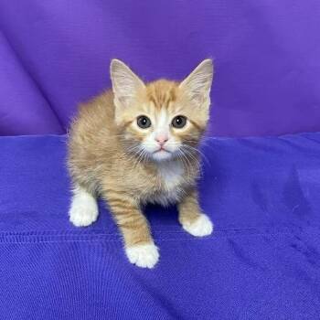 Domestic Short Hair Cats Available for Adoption in North Myrtle Beach, South Carolina - Jonas | PetCurious