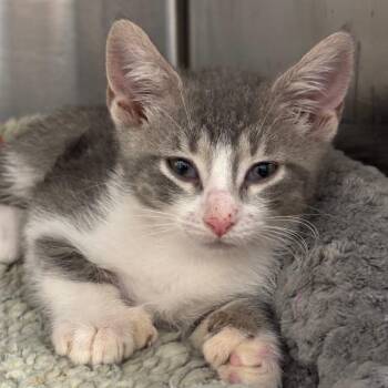 Jeanette (YLW) -  Domestic Short Hair and Extra Toes Cat Hemingway Polydactyl Cat for Adoption in League City, Texas - Jeanette (YLW) | PetCurious