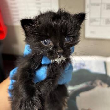 Sol -  Domestic Short Hair Cat for Adoption in Yuma, Arizona - Sol | PetCurious