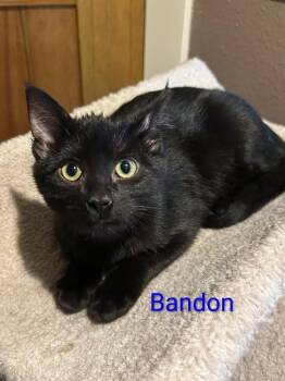 Rescue Domestic Short Hair Cats for Adoption in Boone, Colorado - Brandon | PetCurious