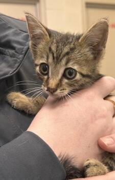 Marcello -  Domestic Short Hair Cat for Adoption in Fishers, Indiana - Marcello | PetCurious