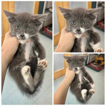 Charlie -  Domestic Short Hair Cat for Adoption in Dublin, Virginia - Charlie | PetCurious