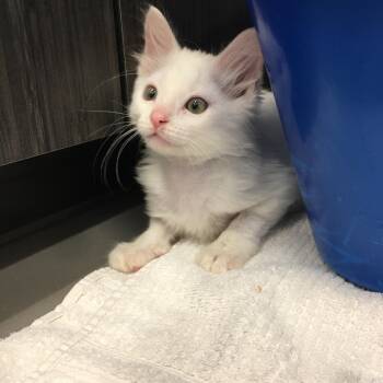 Rescue Domestic Short Hair Cats for Adoption in Greenville, Texas - Cottonball | PetCurious