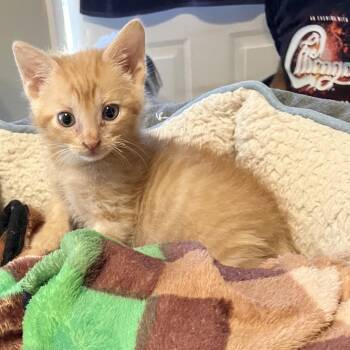 Domestic Short Hair Cats Available for Adoption - Django | PetCurious