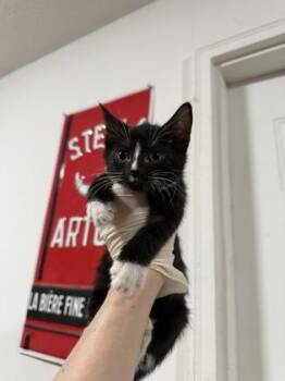 Gopher -  Domestic Short Hair Cat for Adoption in Atlanta, Georgia - Gopher | PetCurious
