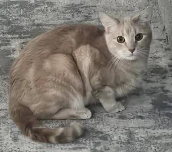 Petey -  Domestic Short Hair Cat for Adoption in Powder Springs, Georgia - Petey | PetCurious