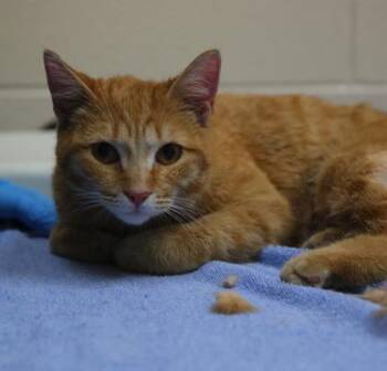 Domestic Short Hair Cats Available for Adoption in Westland, Michigan - Good Apple | PetCurious