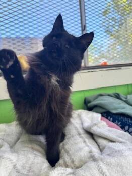 Domestic Long Hair Cats Available for Adoption in Ogden, Utah - Eclipse | PetCurious